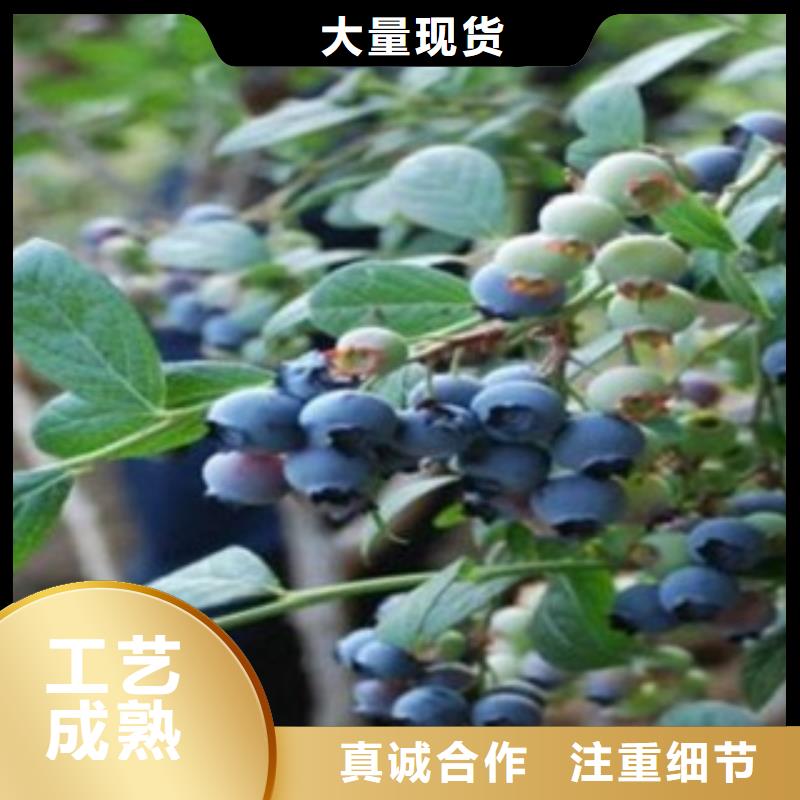 蓝莓苗核桃苗精选货源