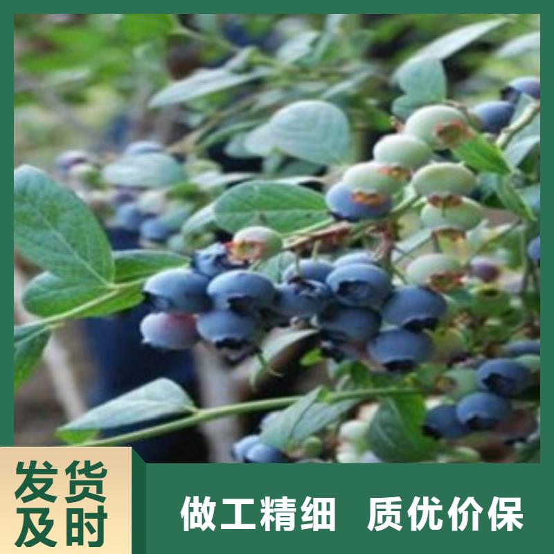 【蓝莓苗花椒苗优势】