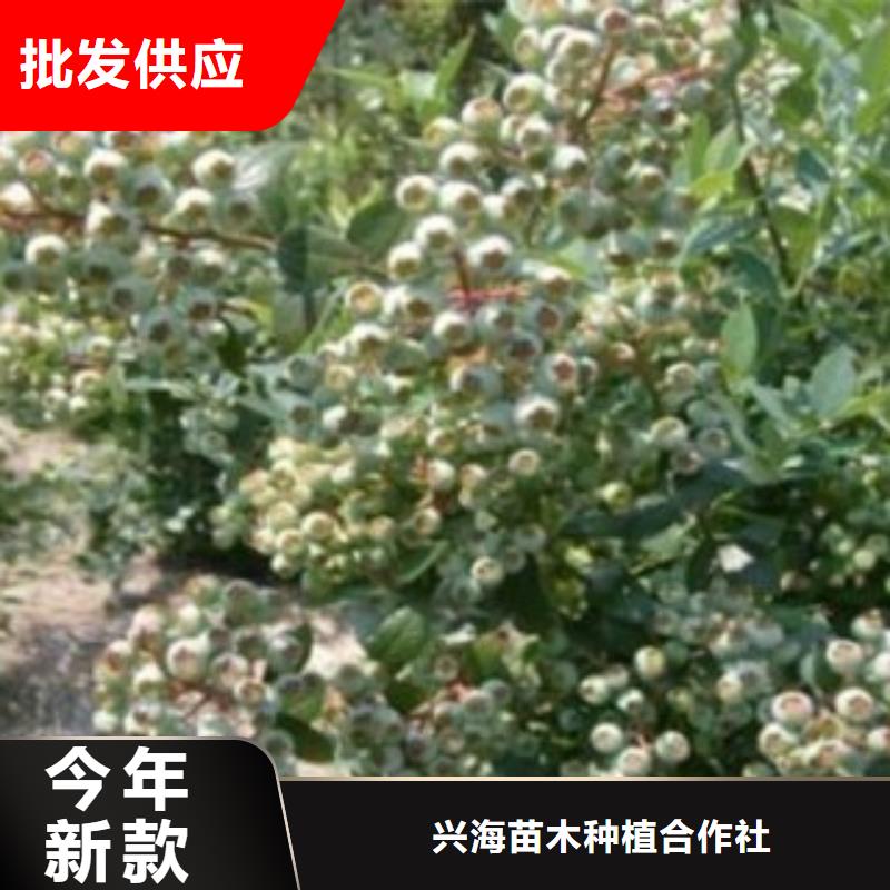 蓝莓苗花椒苗现货直发
