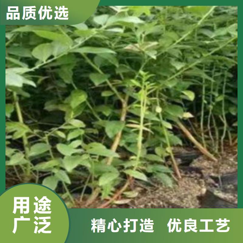 蓝莓苗梨树苗量大从优