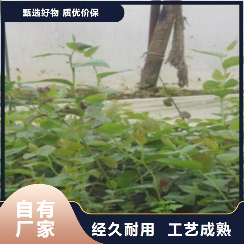【蓝莓苗板栗苗支持货到付清】