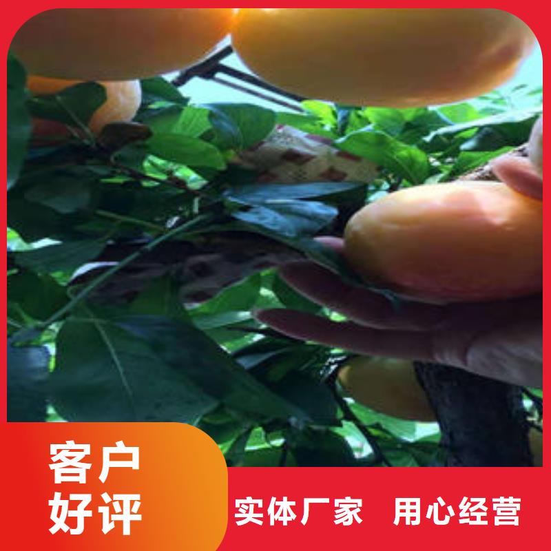 李子苗【核桃苗】严选好货