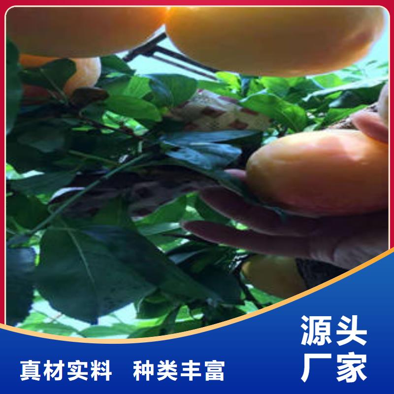 李子苗-核桃苗性价比高