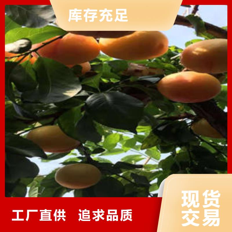 【李子苗】板栗苗贴心服务