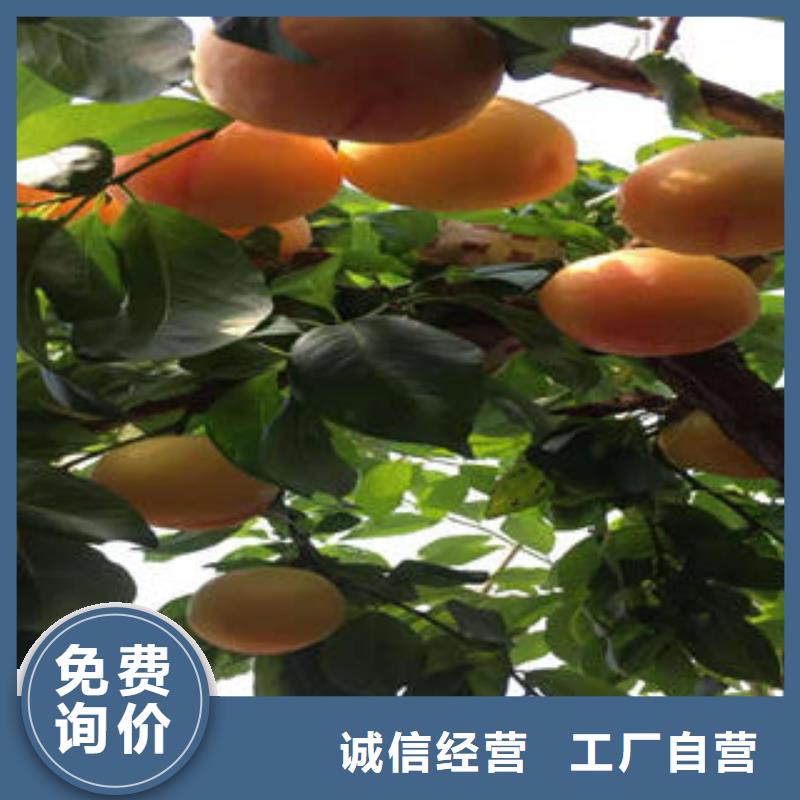 李子苗葡萄苗销售的是诚信