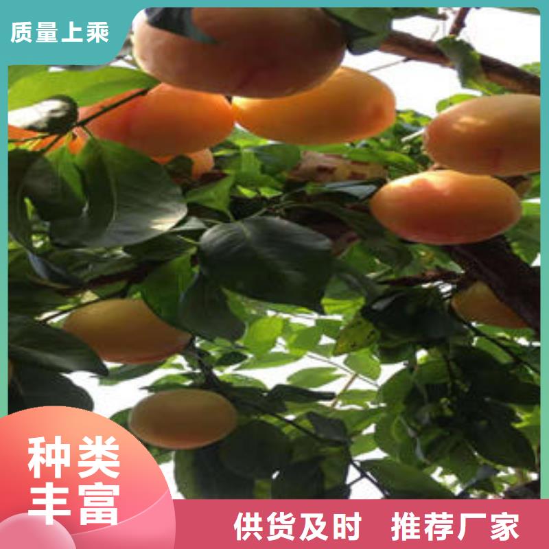 李子苗蓝莓苗客户信赖的厂家