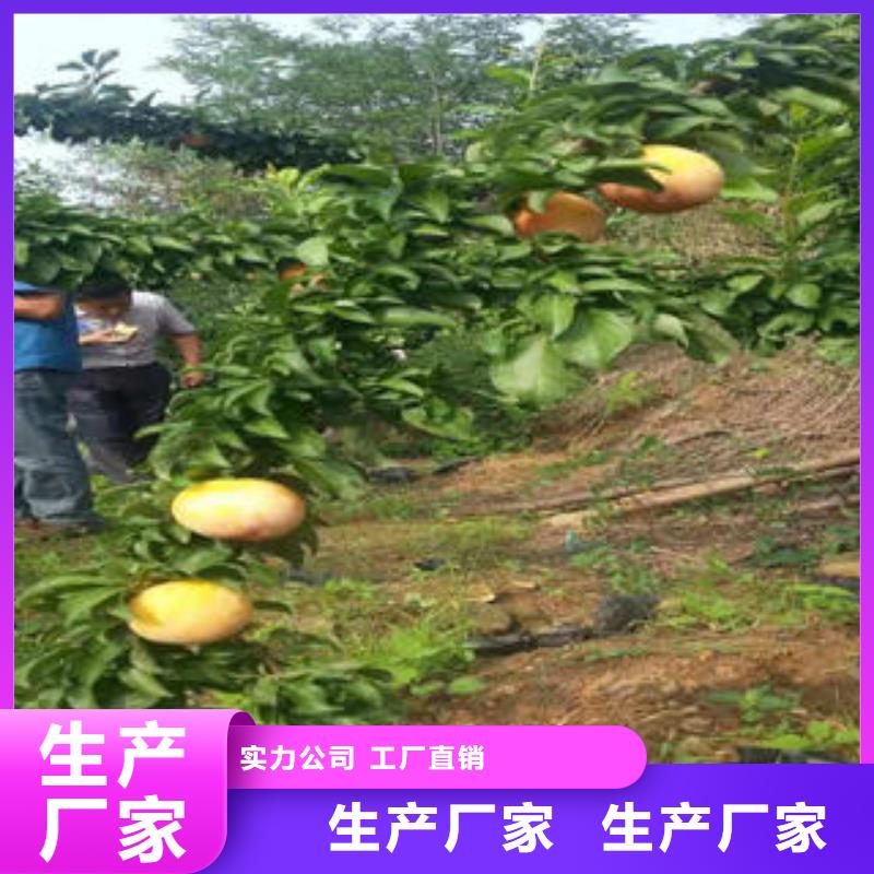 【李子苗】梨树苗一件也发货