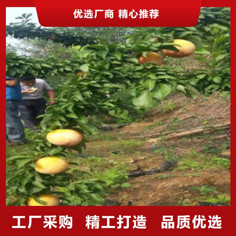 李子苗板栗苗产品性能
