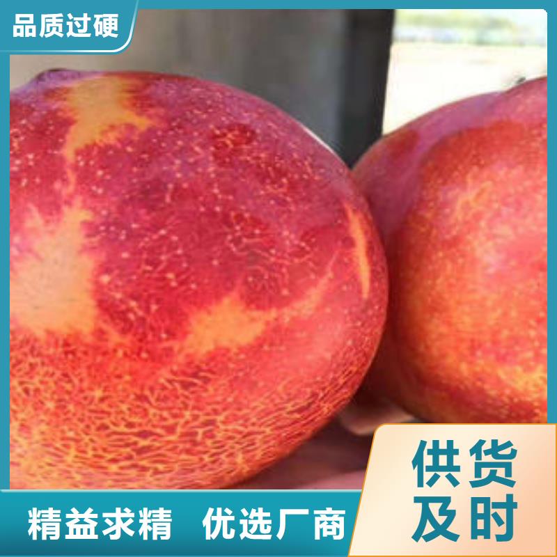 李子苗花椒苗精选优质材料