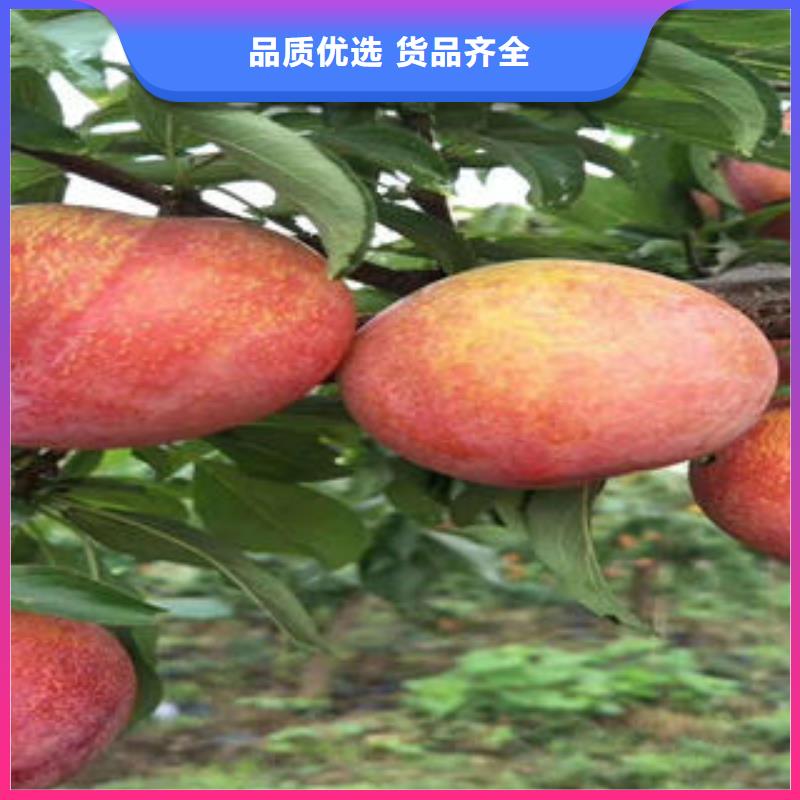 李子苗山楂苗用心经营