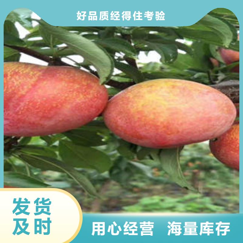 李子苗蓝莓苗厂家大量现货