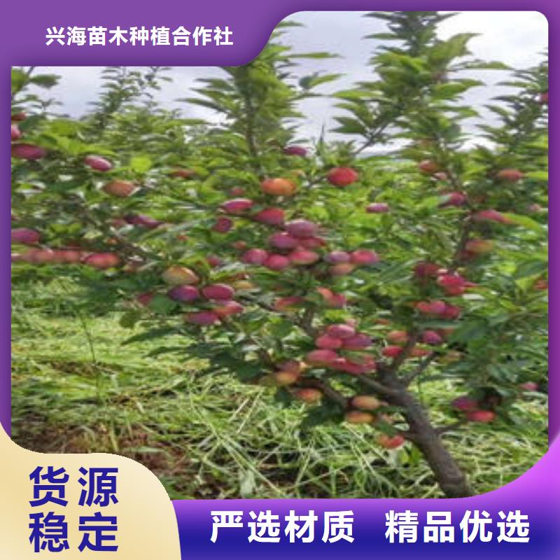 李子苗花椒苗精选优质材料