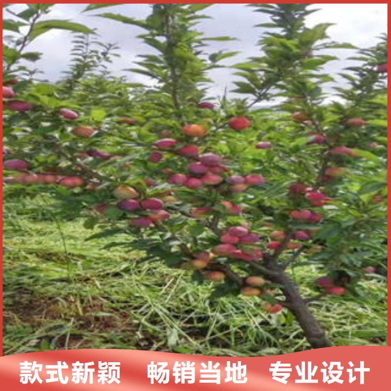 【李子苗】板栗苗贴心服务