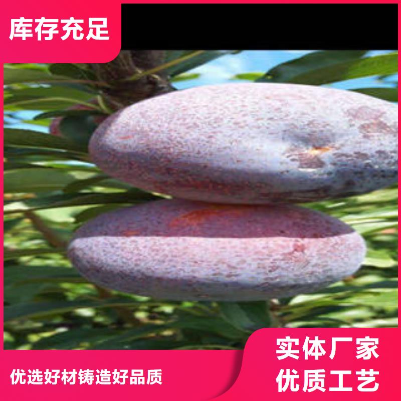 李子苗桃树苗专注质量