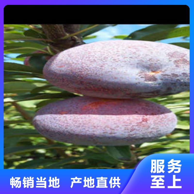 李子苗【核桃苗】严选好货