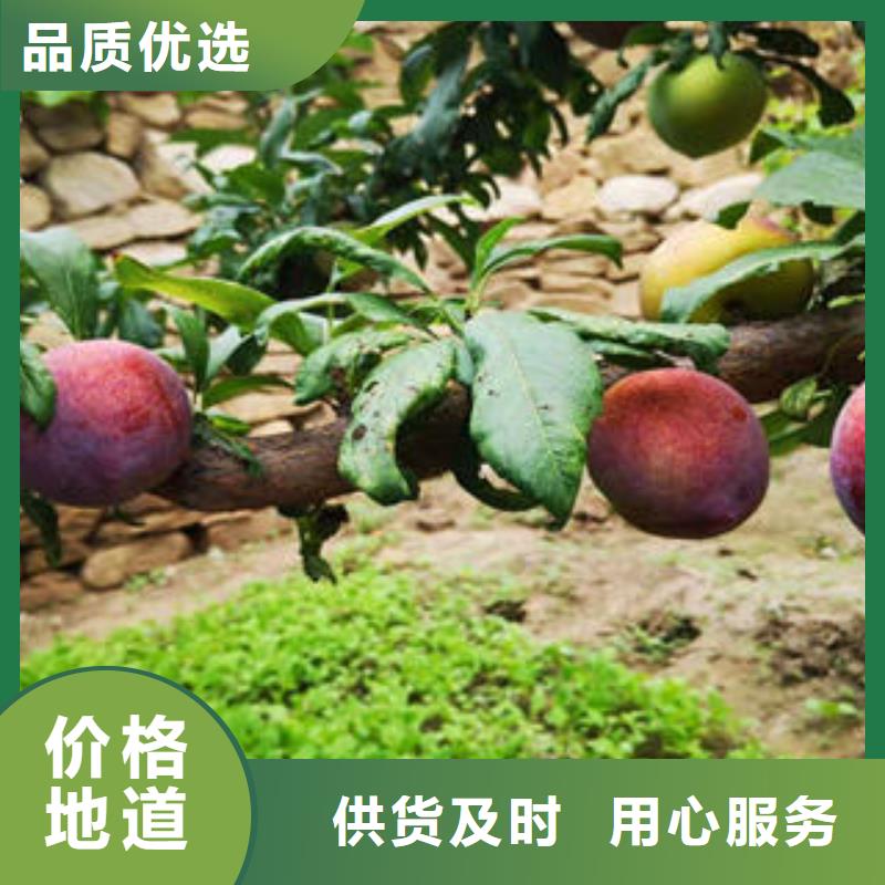 李子苗,蓝莓苗专注细节使用放心