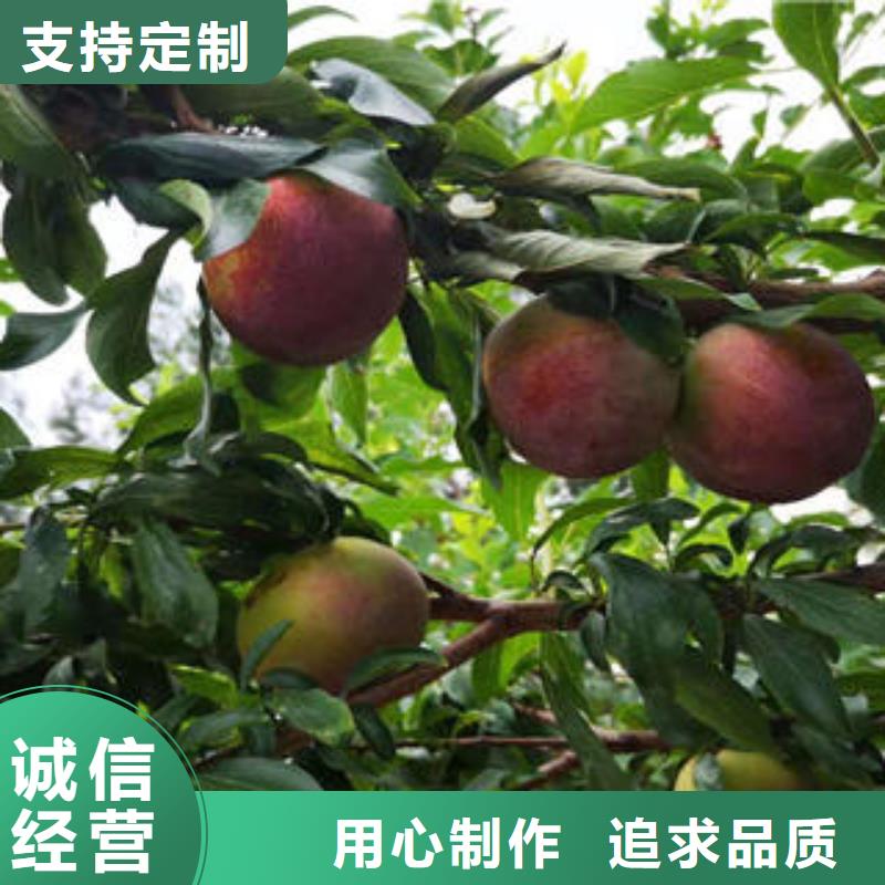【李子苗_山楂苗用心做品质】