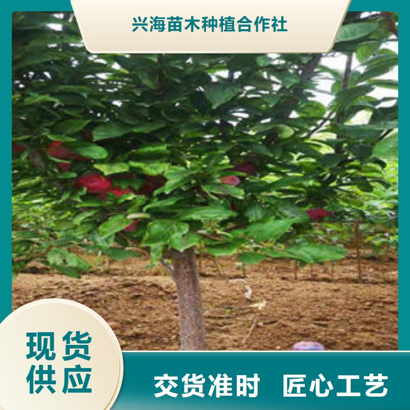 【李子苗】板栗苗诚信厂家