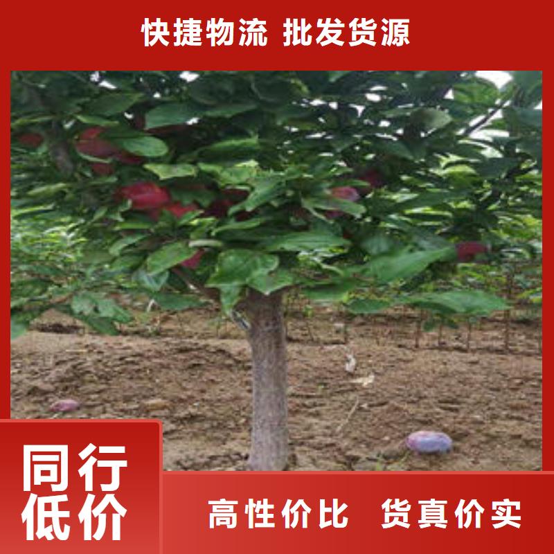 李子苗_蓝莓苗源头厂家量大价优