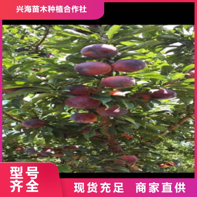 【李子苗_山楂苗用心做品质】