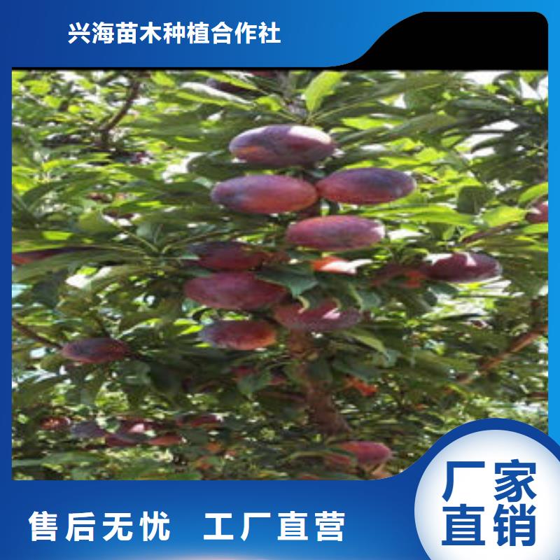 李子苗核桃苗诚信可靠