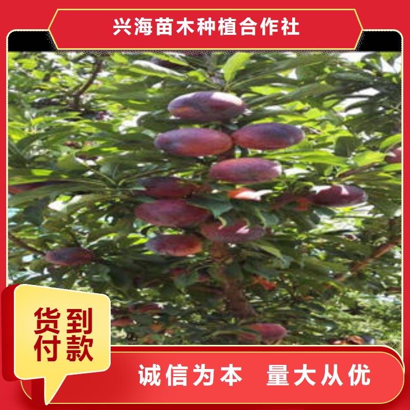李子苗桃树苗实时报价