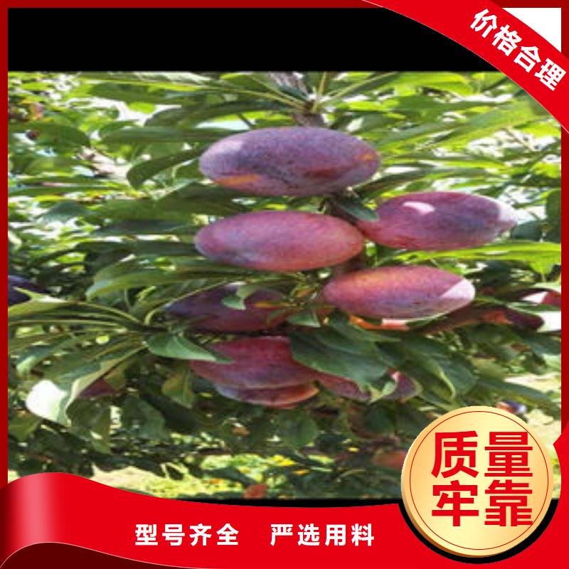 【李子苗_山楂苗用心做品质】