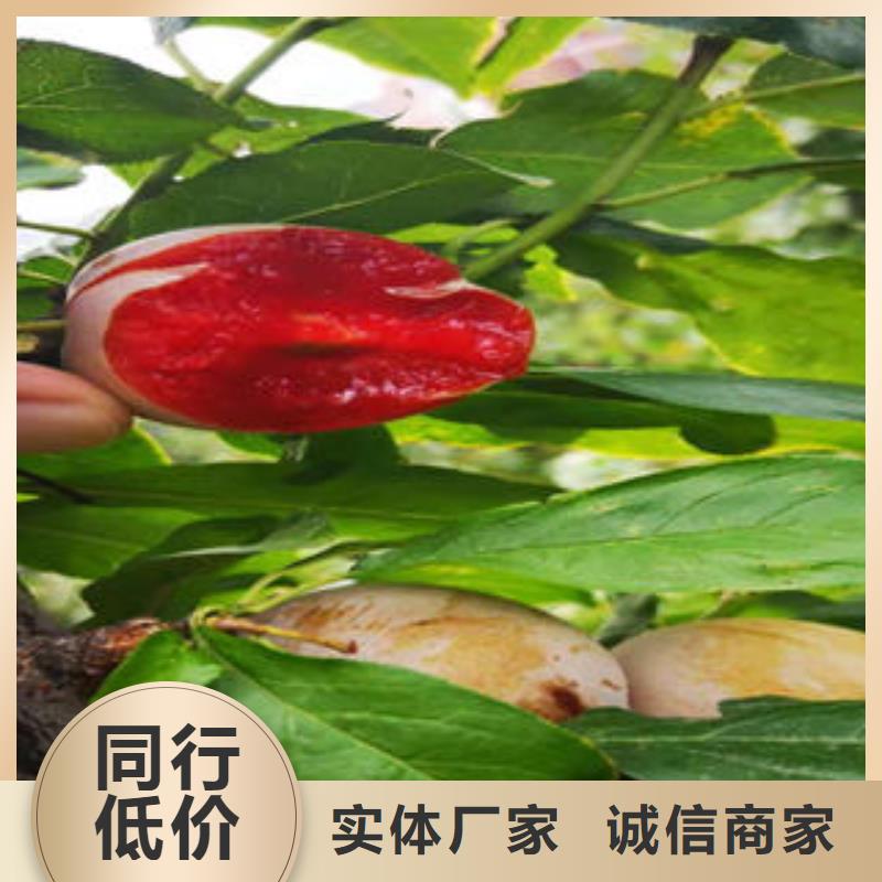 李子苗【核桃苗】严选好货