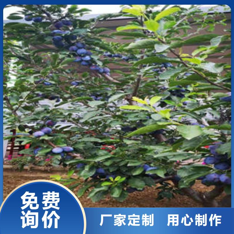 李子苗山楂苗用心经营