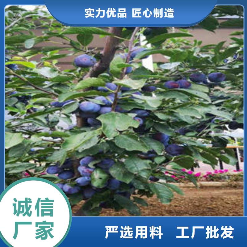 李子苗_【山楂苗】现货直发