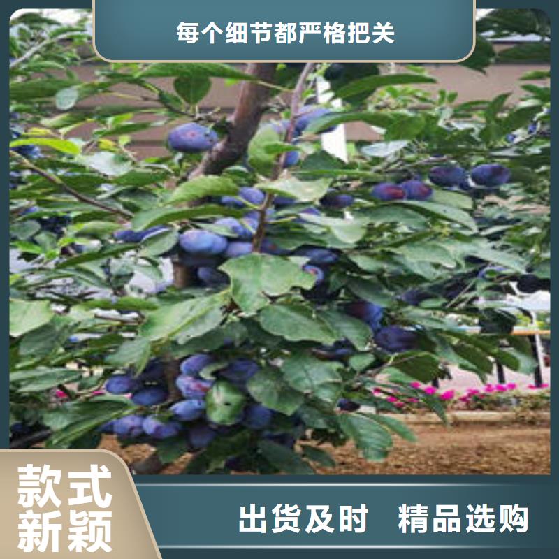 李子苗【蓝莓苗】量大从优