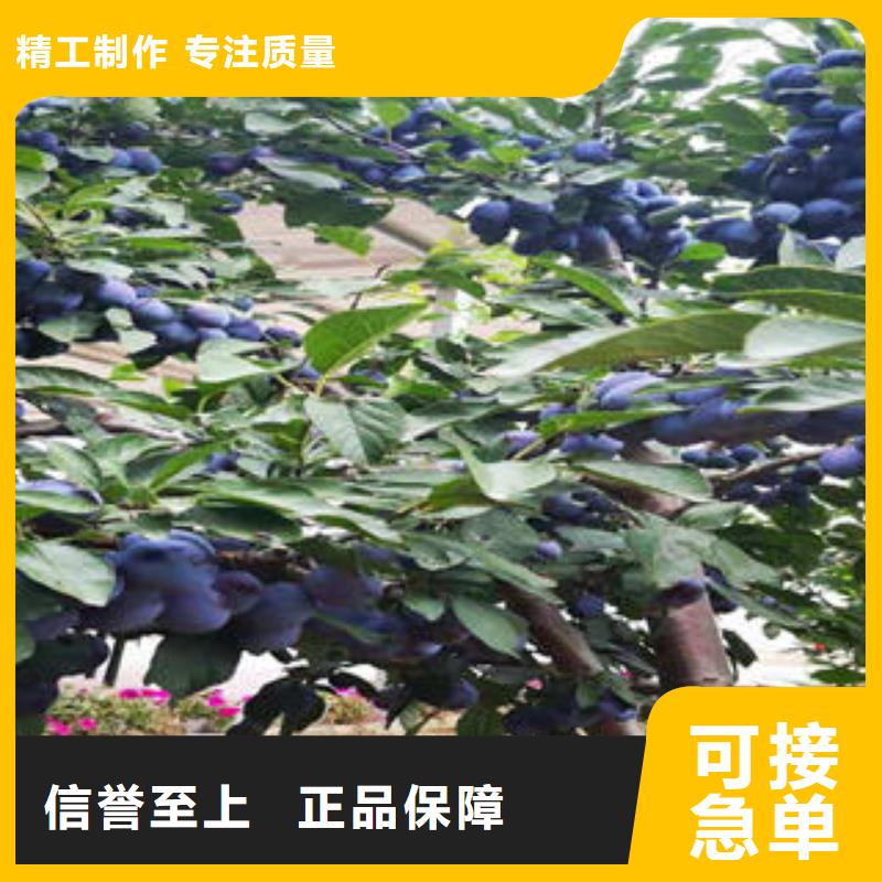 李子苗桃树苗专注质量