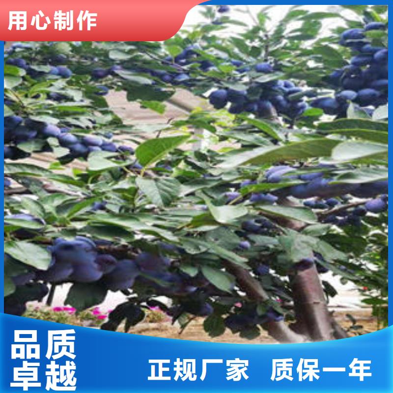 李子苗-板栗苗严选材质