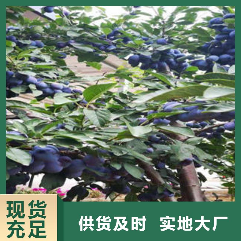 李子苗,板栗苗48小时发货