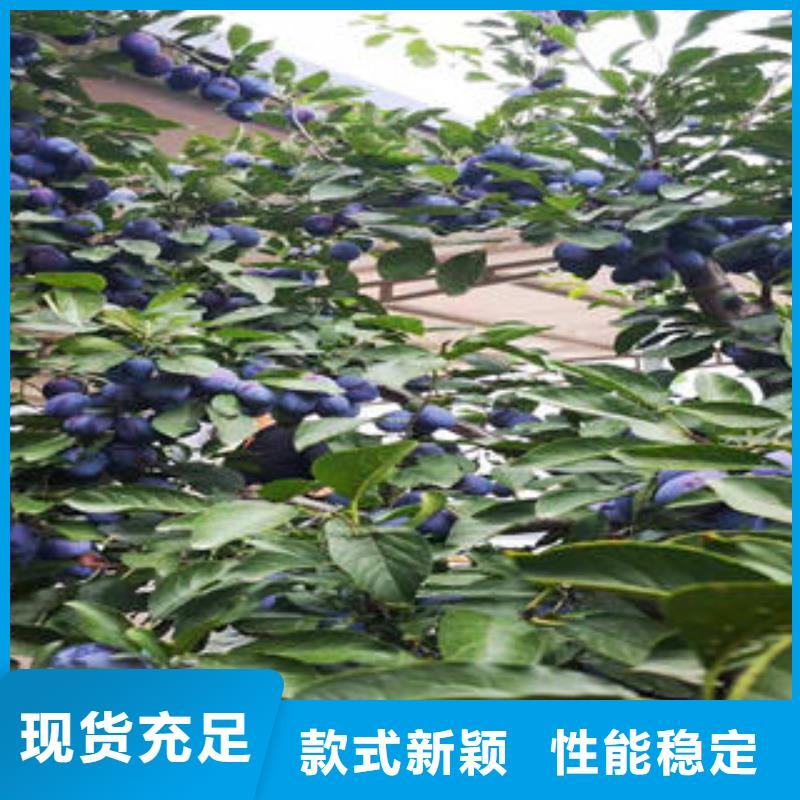 李子苗_板栗苗种类多质量好