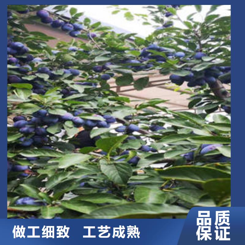 李子苗-【桃树苗】可接急单