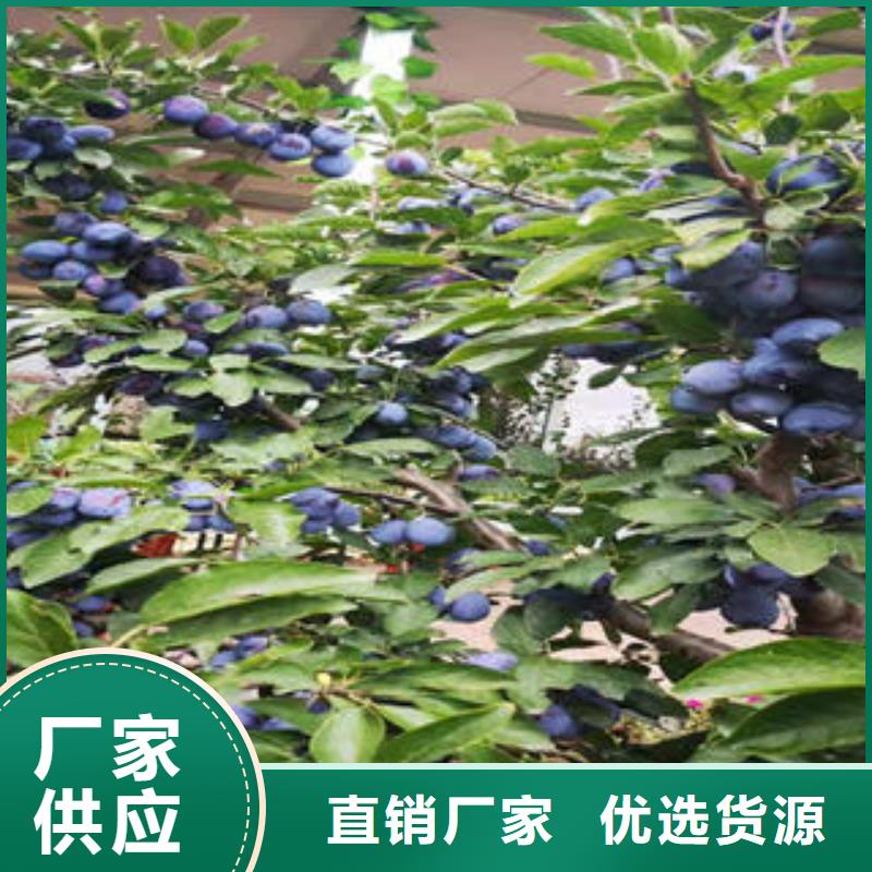 李子苗山楂苗出货及时