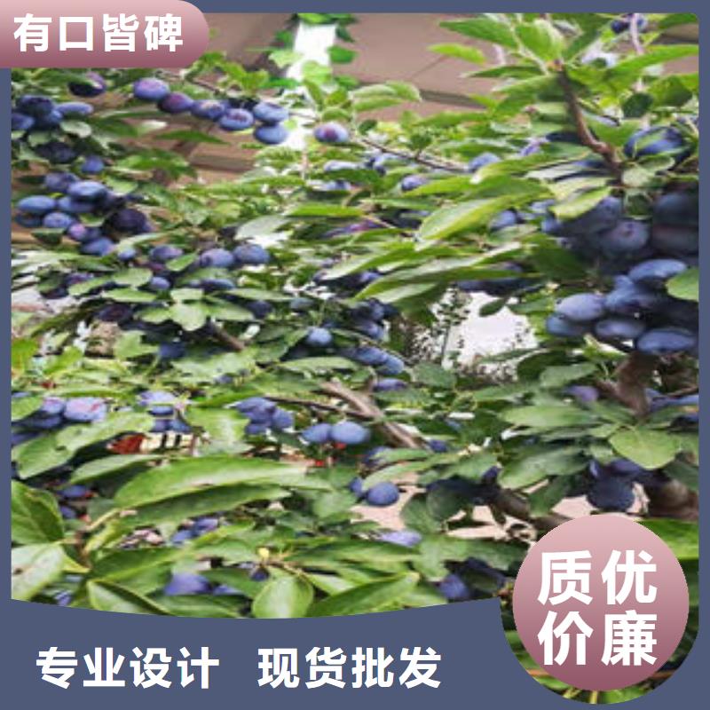 【李子苗】,梨树苗研发生产销售