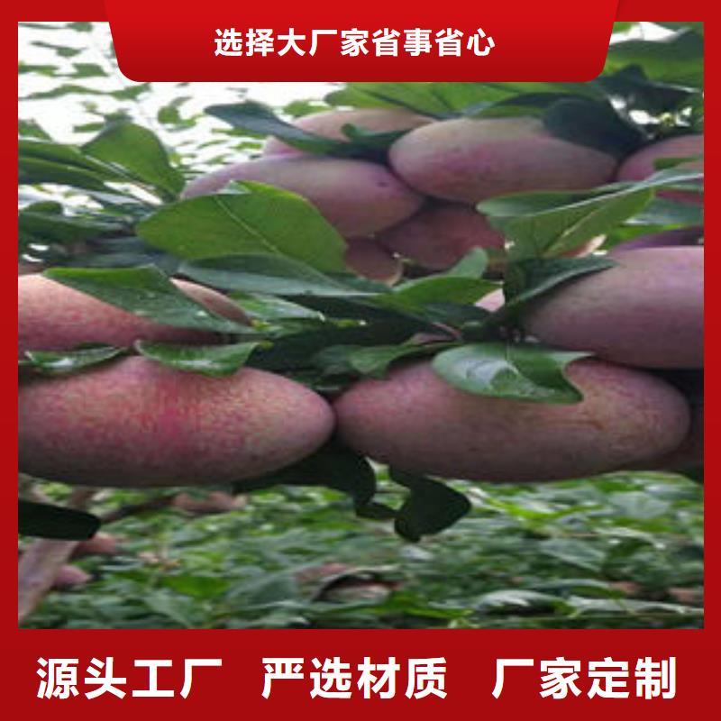 李子苗梨树苗好货直销