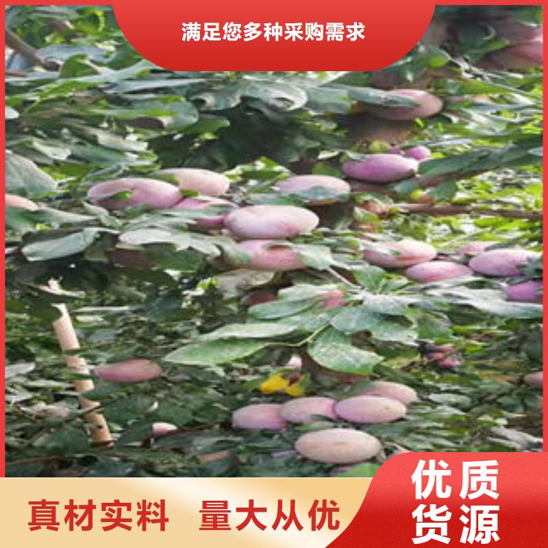 李子苗桃树苗专注质量