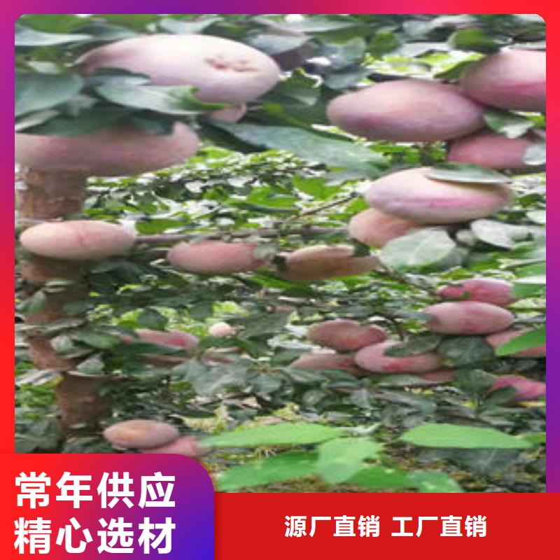 【李子苗】板栗苗诚信厂家