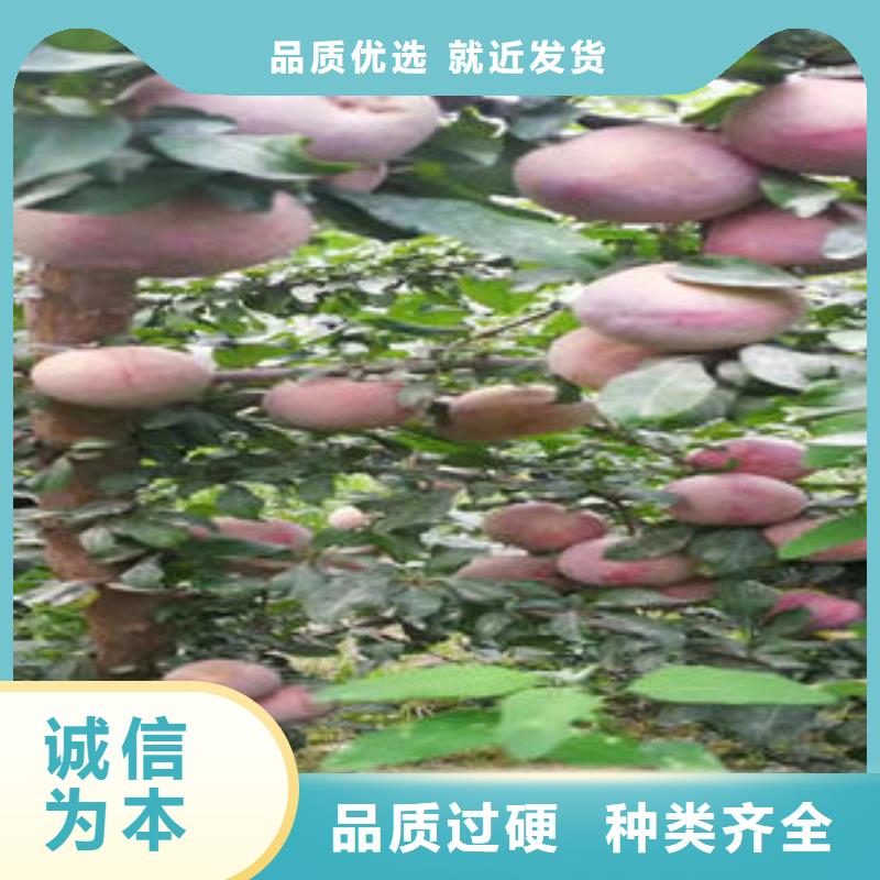 李子苗_蓝莓苗源头厂家量大价优