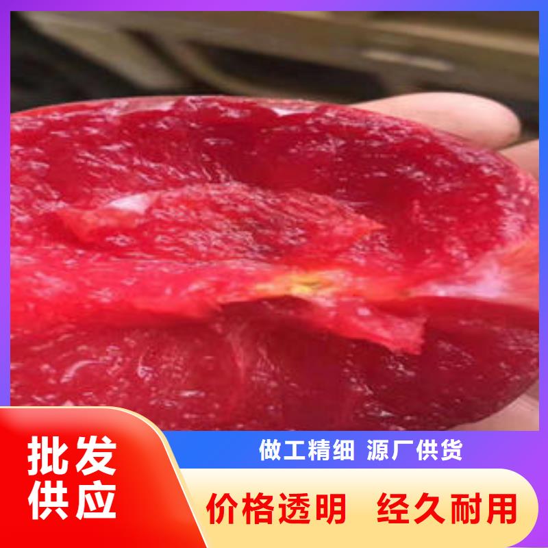 【李子苗梨树苗品类齐全】