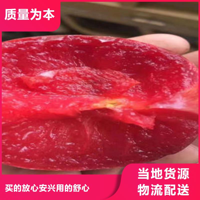 李子苗桃树苗专注质量