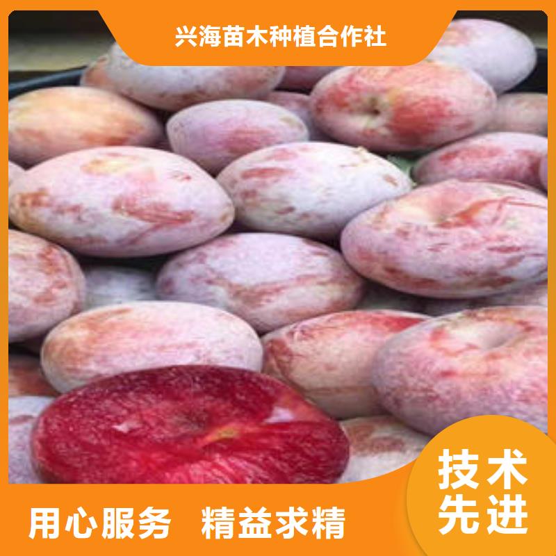 李子苗山楂苗用心经营