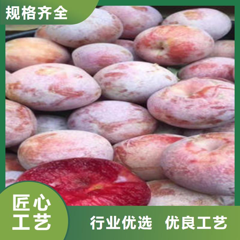 【李子苗梨树苗品类齐全】