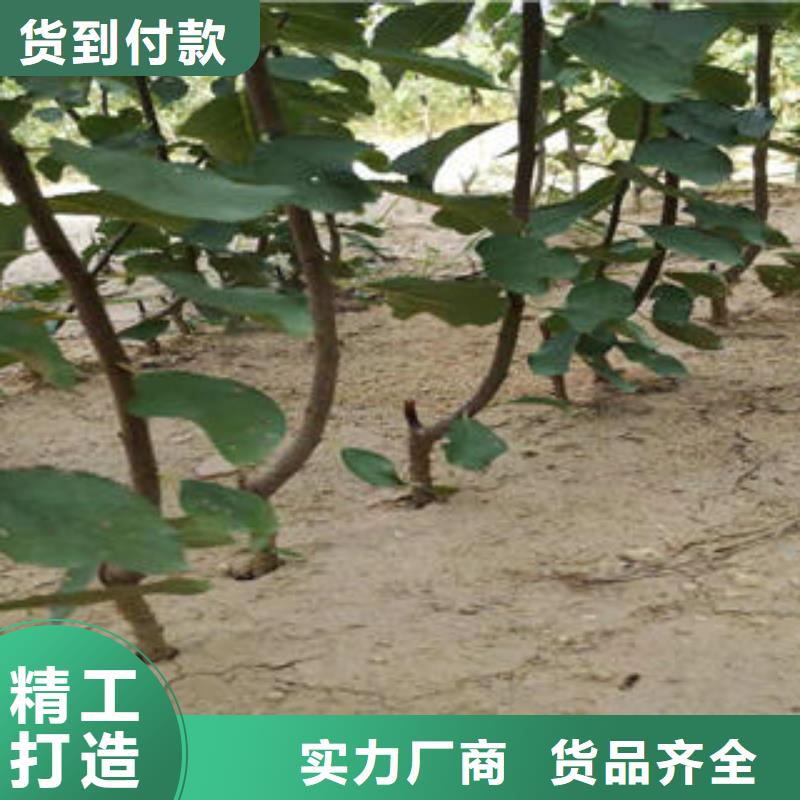 李子苗葡萄苗销售的是诚信