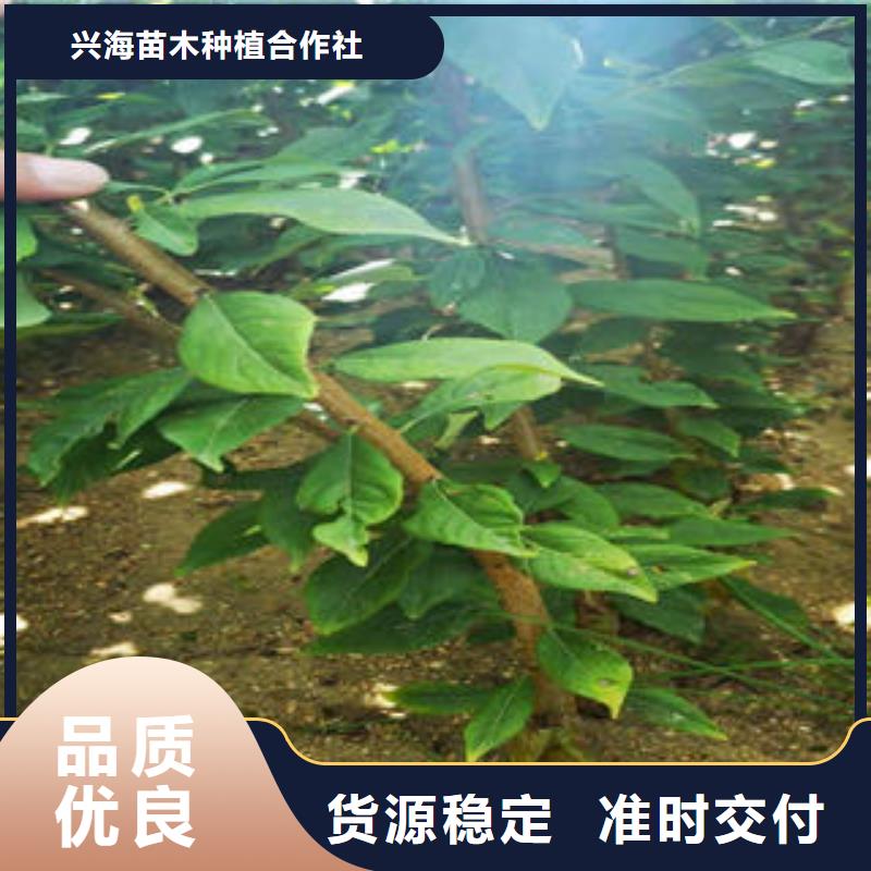 李子苗桃树苗专注质量