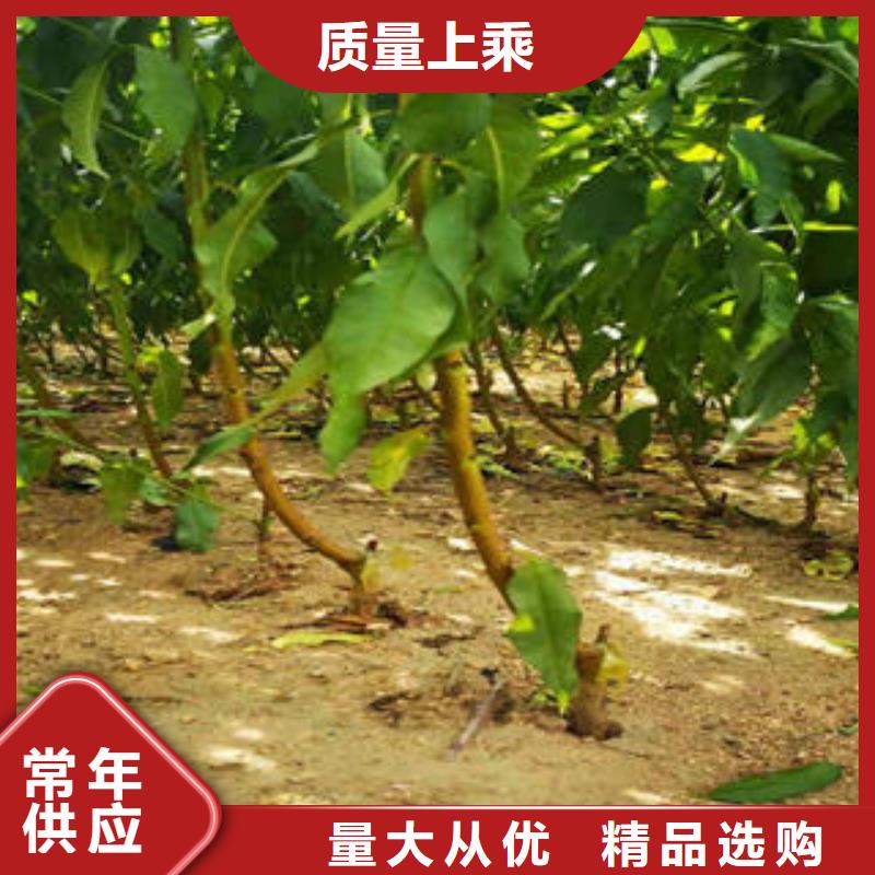【李子苗】板栗苗诚信厂家