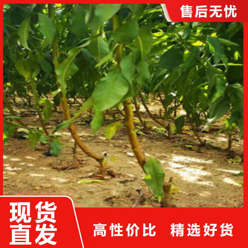 李子苗梨树苗精挑细选好货